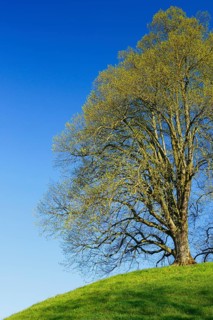 Lime tree, Tilia spec., Basel Country, Switzerland, Europe