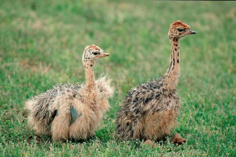 South African Ostrich (Struthio camelus australis), chicks, Kruger national park, South_Africa,