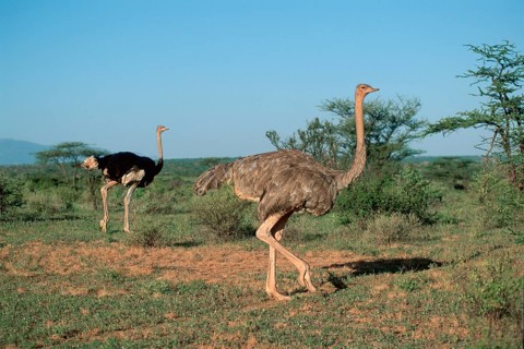 Somali ostrich, pair, Samburu Game Reserve (Struthio camelus molybdophanes), Kenya, Africa
