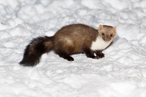 Beech marten (Martes foina) Lower Saxony, Germany, Europe