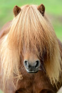 Shetland Pony, Shetty