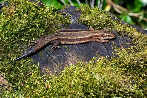 Common Lizard (Lacerta vivipara) with regenerated tail, Lower Saxony, Germany, Europe