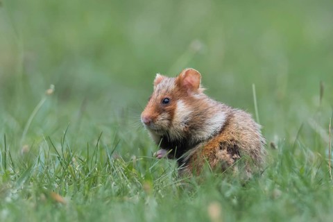 European hamster (Cricetus cricetus), sits in meadow, Neusiedeler See National Park, Burgenland,
