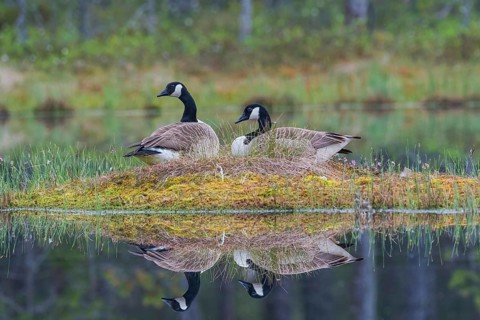 Couple of Canada goose (Branta canadensis) at the nest with water reflection, province Örebro,