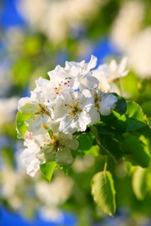 Pear blossoms ( Pyrus communis) , Switzerland, Europe