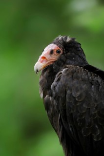 Turkey vulture (Cathartes aura), portrait, Everglades National Park, Florida, USA, North America