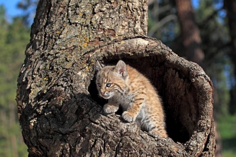 Bobcat (Lynx rufus), young, 8 weeks, in bobcat (Felis rufa)