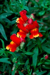 Snapdragon, common snapdragon (Antirrhinum majus), snapdragon, flowers, garden plants pharyngeal
