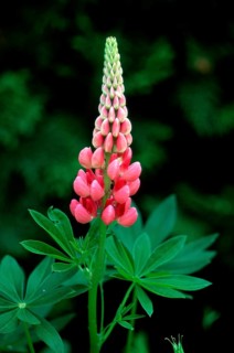 Lupin (Lupinus polyphyllus)