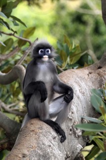 Dusky Leaf Monkey (Trachypithecus obscurus), male (Presbytis obscurus)