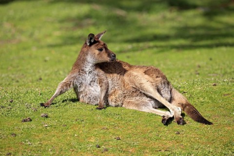 Western Grey Kangaroo (Macropus fuliginosus), Kangaroo Island, South Australia, Kangaroo Island