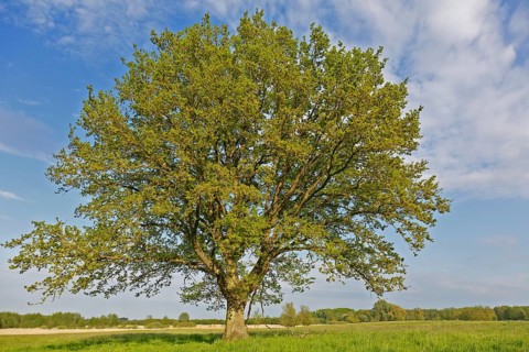 Flowering English oak in a meadow in spring in the valley of the Trebel, Peenetal River Landscape
