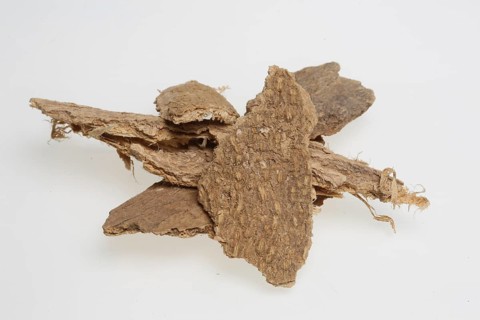 Bark of the god tree of heaven (Ailanthus altissima), medicinal plant of Chinese medicine