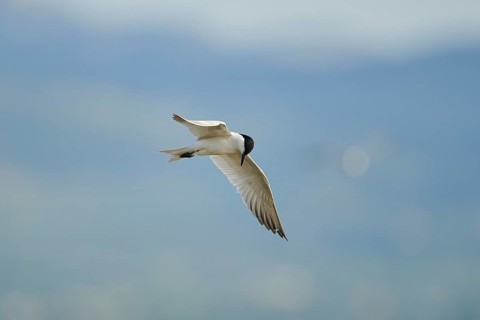 Gull-billed tern (Gelochelidon nilotica) flying in the sky, hunting, ebro delta, Catalonia, Spain,