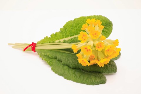 Common cowslip (Primula veris), is a species of plant from the genus Primula, medicinal plant,