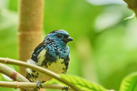 Turquoise tanager (Tangara mexicana) sitting on a branch, Bavaria, Germany, Europe
