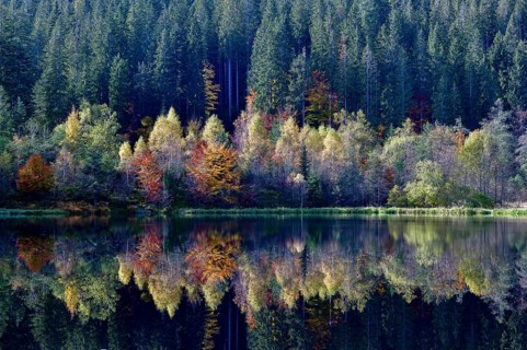 Trees reflected in the Sankenbachsee, Karsee, autumn, near Baiersbronn, Freudenstadt district,