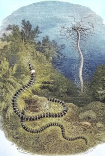 Threadworm or Northern Tendril Worm, Cirratulus cirratus, Historical, digitally restored