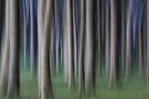 Abstract, motion blurred beech tree trunks at Ghost Wood, Gespensterwald along the Baltic Sea beach