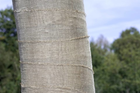 Exposed beech tree (Fagus sylvatica) trunk wrapped in burlap, jute as protection for bark against