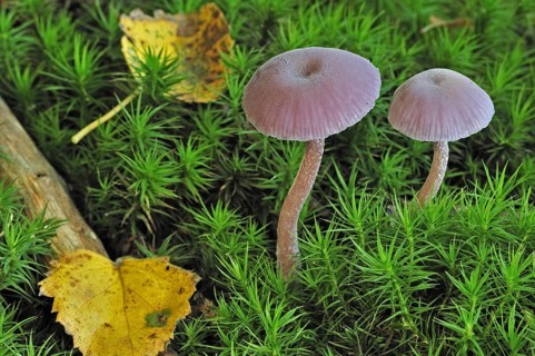 Amethyst deceiver (Laccaria amethystea) fungus amongst moss in autumn forest