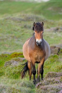 Exmoor pony, De Bollekamer nature reserve, Texel island, North Holland, Netherlands