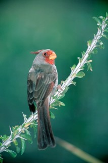 Pyrrhuloxia (Cardinalis sinuatus), Sonora Desert, Arizona, USA (Pyrrhuloxia sinuatus)