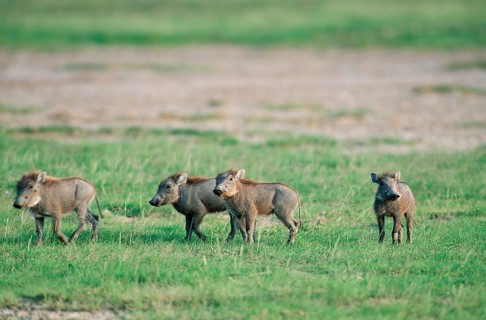 Young desert warthog (Phacochoerus aethiopicus), Amboseli National Park, Pig, Kenya, Africa