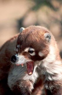 White-rumped bear, yawning, white nosed coati (Nasua narica)