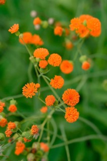 Tassel Flower 'Irish Poet (Emilia coccinea)