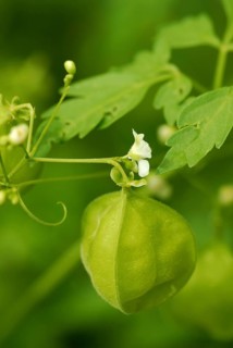 Balloon plant, balloon plant (Cardiospermum halicacabum)