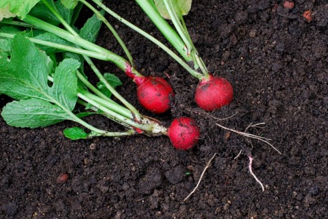 Radish ( Raphanus sativus sativus)