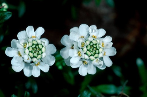Evergreen Candytuft (Iberis sempervirens), evergreen candytuft, flowers, garden plants cruciferous