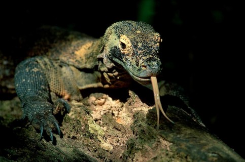 Komodo dragon (Varanus komodensis), clicking its tongue
