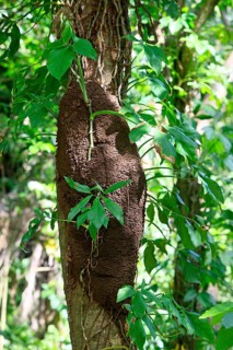 Termite (Isoptera) nest, Honduras, Central America