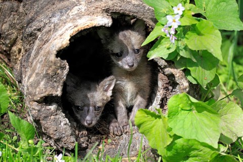 Gray foxes (Urocyon cinereoargenteus), young animals, 9 weeks, at the burrow