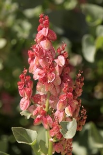 Bladderdock, Sturt national park, New South Wales, Australia (Rumex vesicarius)