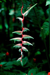 Lobster Claw (Heliconia caribaea)