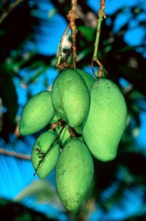 Mango (Mangifera indica) fruits on tree