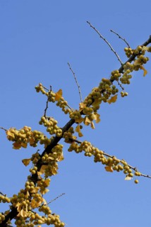 Young (Ginkgo biloba) rnhaar tree fruits