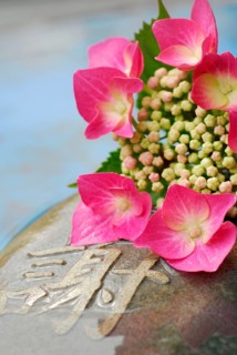 Hydrangea, flowers on stone, with characters (Hydrangea macrophylla)