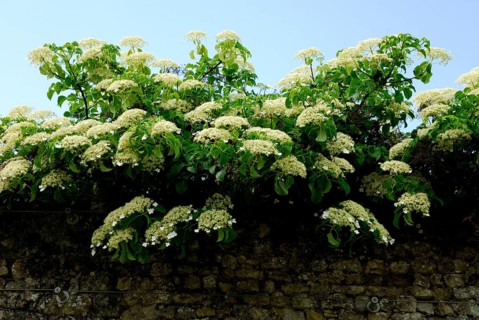 Mountain hydrangea (Hydrangea serrata)