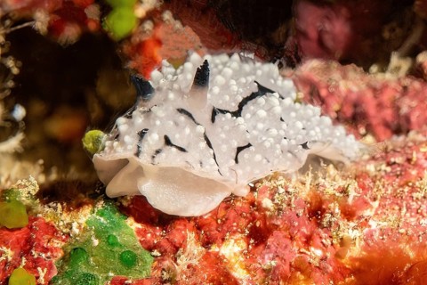 Extreme close-up frontal view of nudibranch marine snail warty snail (Phyllidiidae) crawling pber