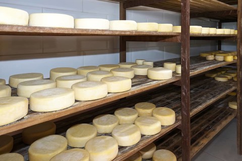 Cheese ripening on shelf, Serra da Canastra, Sao Roque das Minas, Minas Gerais state, Brazil, South