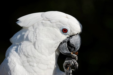 White cockatoo (Cacatua alba), portrait, captive, occurrence in Indonesia
