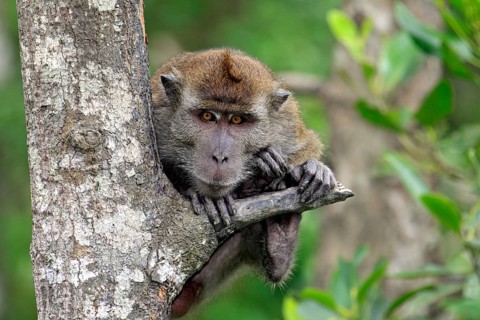 Long-tailed macaque, Labuk Bay, Sabah, Borneo (Macaca facicularis), crab-eating macaque, Malaysia,