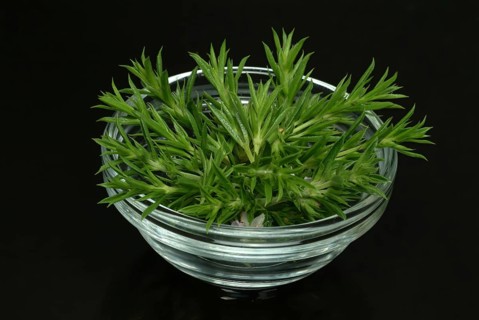 Summer savory (Satureja hortensis), also garden savory, true savory, pepperwort, family of the