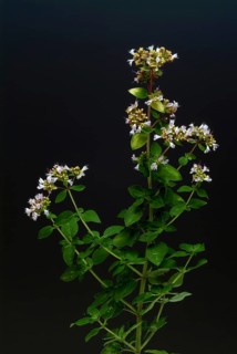 Oregano (Origanum vulgare), true dost, labiates family, used as a spice plant and medicinal herb