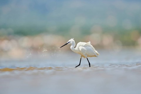 Little egret (Egretta garzetta) walking at the shore, hunting, sea, ebro delta, Catalonia, Spain,