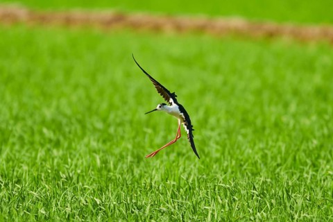 Black-winged stilt (Himantopus himantopus) landing in a paddy field, ebro delta, Catalonia, Spain,